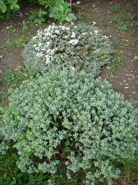 Hebe pinguifolia 'Pagei'